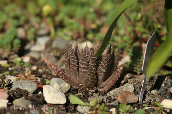 Алоэ остистое (Aloe aristata)
Ключевые слова: Алоэ остистое Aloe aristata