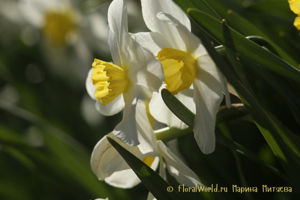 Нарциссы Мелкокорончатые (Narcissus Small-cupped)
Ключевые слова: Нарциссы Мелкокорончатые Narcissus Small-cupped