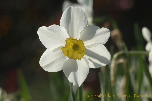 Нарциссы Мелкокорончатые (Narcissus Small-cupped)
Ключевые слова: Нарциссы Мелкокорончатые Narcissus Small-cupped