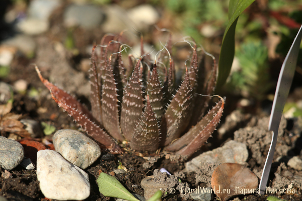 Алоэ остистое (Aloe aristata)
Ключевые слова: Алоэ остистое Aloe aristata