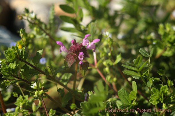 Яснотка пурпурная (Lamium purpureum)
Ключевые слова: Яснотка пурпурная Lamium purpureum