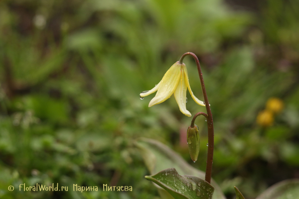 Эритрониум (кандык) сорт Пагода (Erythronium Pagoda)
Ключевые слова: Эритрониум кандык Пагода Erythronium Pagoda