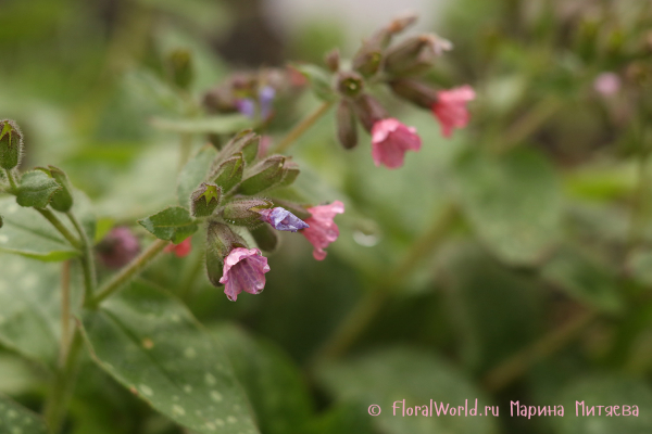 Медуница сахарная сорт Mrs Moon (Pulmonaria saccharata Mrs Moon)
Ключевые слова: Медуница сахарная Mrs Moon Pulmonaria saccharata Mrs Moon