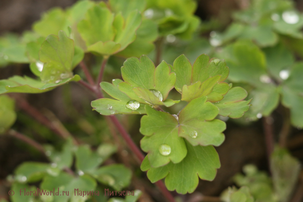 Капли на листьях аквилегии (Aquilegia sp) - Drops on aquilegia leaves
Ключевые слова: Капли на листьях аквилегии Aquilegia Drops on aquilegia leaves