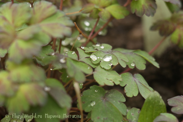 Капли на листьях аквилегии (Aquilegia sp) - Drops on aquilegia leaves
Ключевые слова: Капли на листьях аквилегии Aquilegia Drops on aquilegia leaves