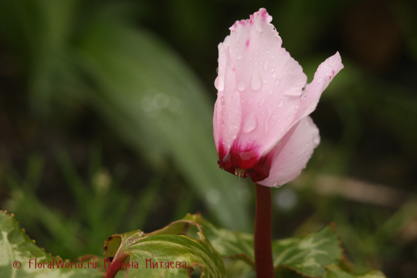 Цикламен персидский гибридный (Cyclamen persicum hybrid)
Ключевые слова: Цикламен персидский гибридный (Cyclamen persicum hybrid)