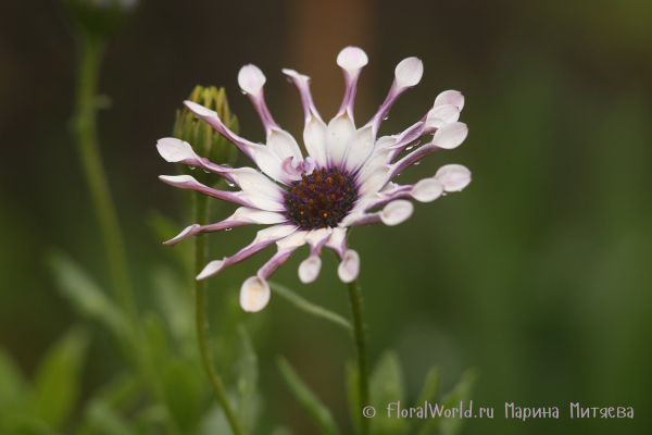 Остеоспермум сорт Спайдер Вайт (Osteospermum ecklonis Spider White)
Ключевые слова: Остеоспермум сорт Спайдер Вайт Osteospermum ecklonis Spider White