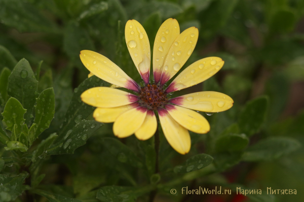 Остеоспермум гибридный  (Osteospermum ecklonis  hybrid)
Ключевые слова: Остеоспермум гибридный Osteospermum ecklonis hybrid