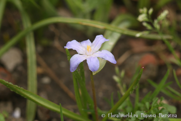 Хиондокса Люцилии (Chionodoxa luciliae)
Ключевые слова: Хиондокса Люцилии Chionodoxa luciliae