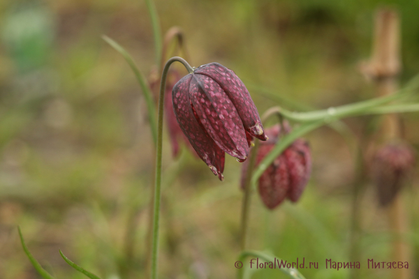 Рябчик шахматный (Fritillaria meleagris)
Ключевые слова: Рябчик шахматный Fritillaria meleagris