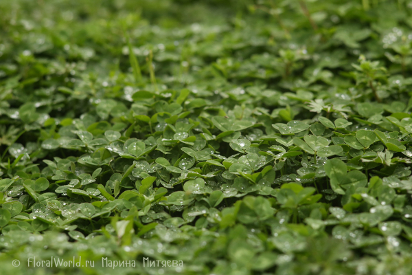 Капли на листе клевера (Drops on a leaf of clover)
Ключевые слова: Капли на листе клевера Drops on a leaf of clover