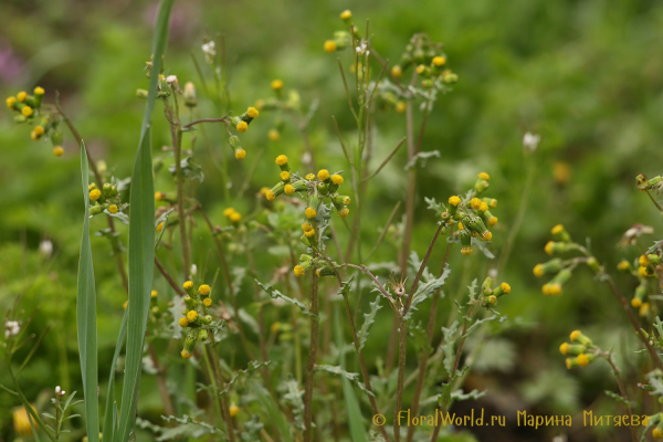 Крестовник обыкновенный (Senecio vulgaris)
Ключевые слова: Крестовник обыкновенный Senecio vulgaris