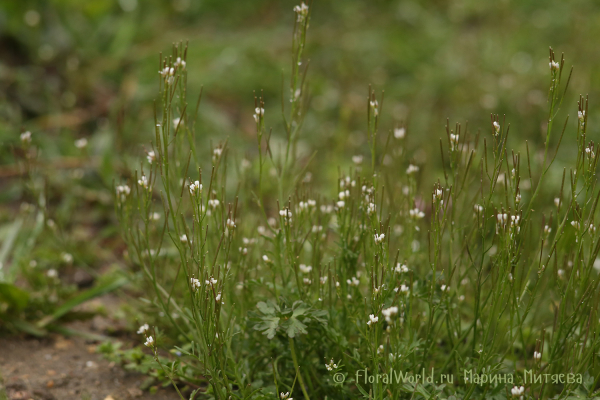 Capsella sp
Ключевые слова: Capsella sp