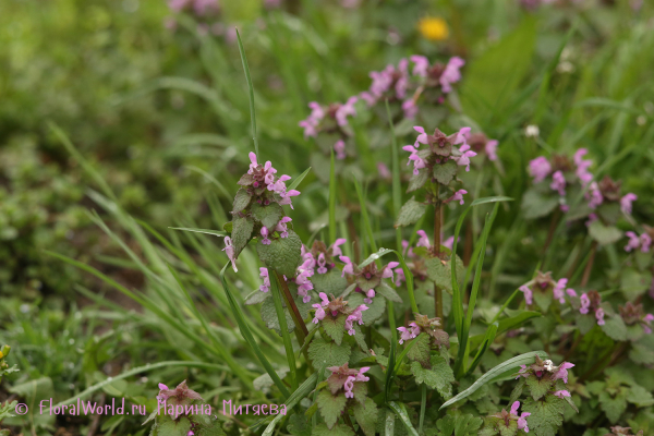 Яснотка пурпурная (Lamium purpureum)
Ключевые слова: Яснотка пурпурная (Lamium purpureum)