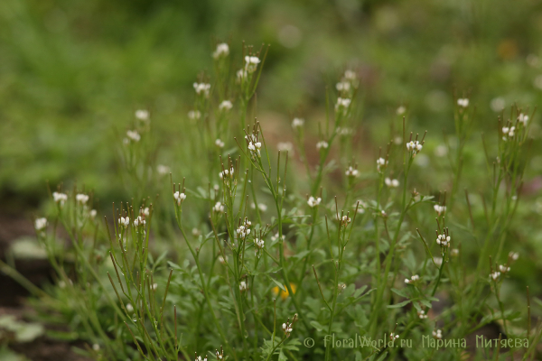 Capsella sp
Ключевые слова: Capsella sp