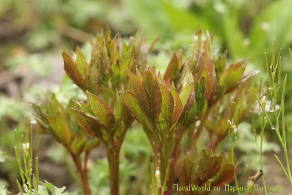 Пион травянистый сорт Бакай Белл (Paeonia Buckeye Belle)
Ключевые слова: Пион травянистый Бакай Белл Paeonia Buckeye Belle