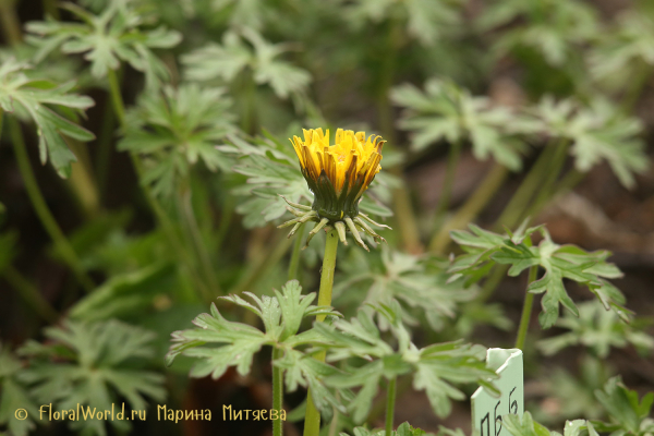 Одуванчик (Taraxacum officinale)
Ключевые слова: Одуванчик Taraxacum officinale