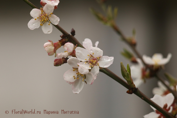 Цветы вишни (Cherry blossoms)
Ключевые слова: Цветы вишни Cherry blossoms