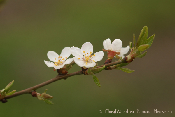 Цветы вишни (Cherry blossoms)
Ключевые слова: Цветы вишни