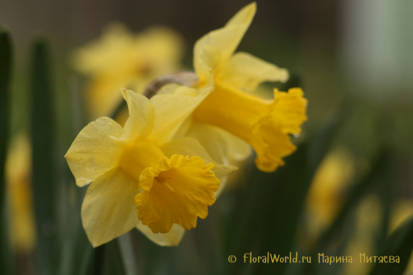 Нарциссы трубчатые (Narcissus Trumpet)
Ключевые слова: Нарциссы трубчатые (Narcissus Trumpet)