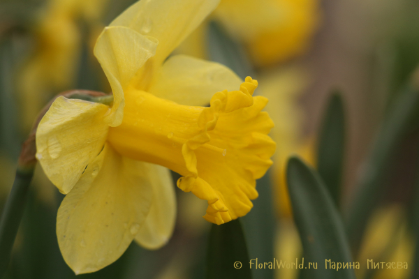 Нарциссы трубчатые (Narcissus Trumpet)
Ключевые слова: Нарциссы трубчатые (Narcissus Trumpet)