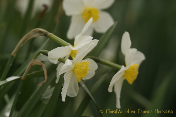 Нарциссы Мелкокорончатые (Narcissus Small-cupped)
Ключевые слова: Нарциссы Мелкокорончатые Narcissus Small-cupped