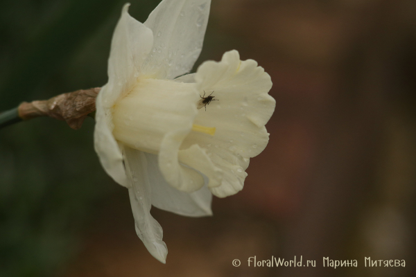 Нарциссы трубчатые (Narcissus Trumpet)
Ключевые слова: Нарциссы трубчатые (Narcissus Trumpet)