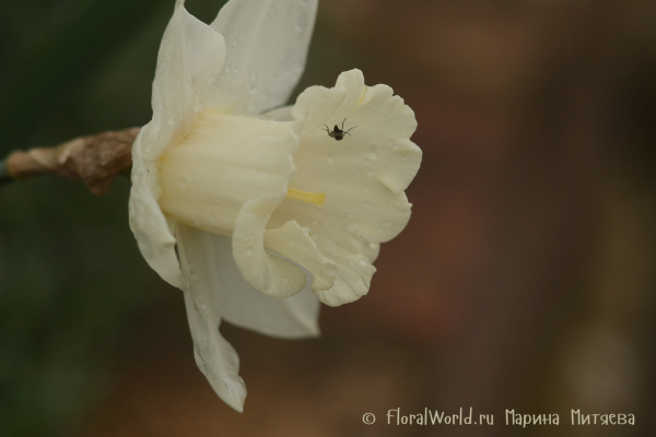 Нарциссы трубчатые (Narcissus Trumpet)
Ключевые слова: Нарциссы трубчатые (Narcissus Trumpet)