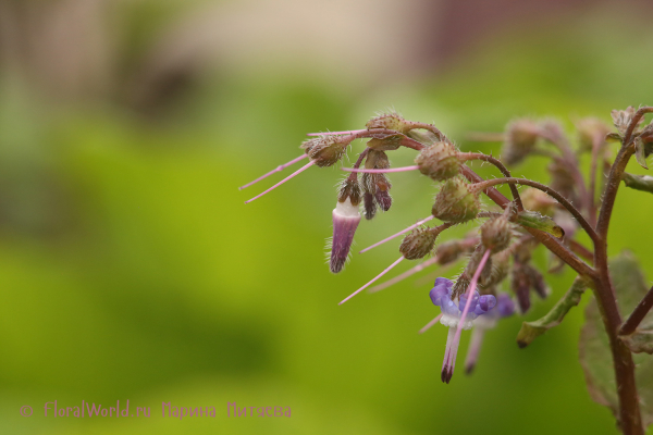 Трахистемон восточный (Trachystemon orientalis)
Ключевые слова: Трахистемон восточный Trachystemon orientalis