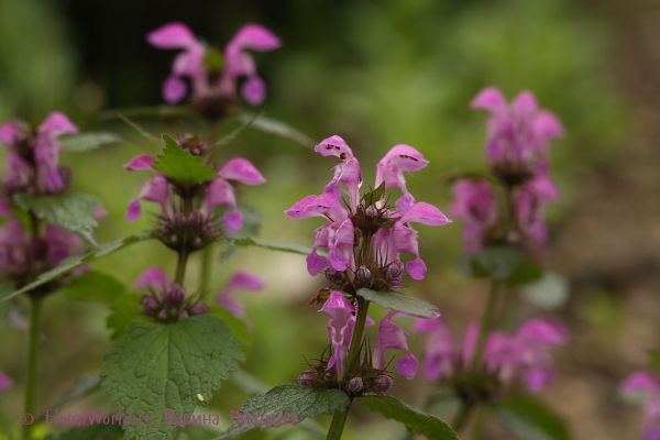 Яснотка пятнистая (Lamium maculatum)
Ключевые слова: Яснотка пятнистая Lamium maculatum