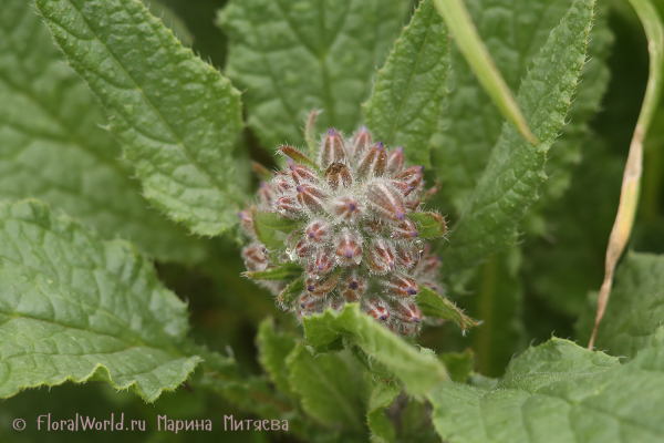 Бурачник (огурчная трава - Borago officinalis)
Ключевые слова: Бораго огурчная трава Borago officinalis