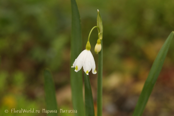 Белоцветник летний (Leucojum aestivum)
Ключевые слова: Белоцветник летний Leucojum aestivum