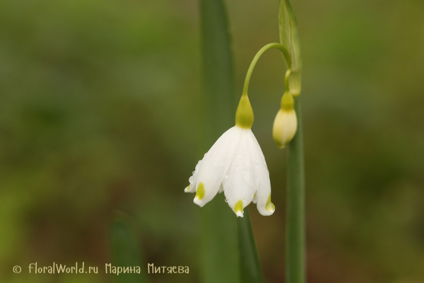 Белоцветник летний (Leucojum aestivum)
Ключевые слова: Белоцветник летний Leucojum aestivum