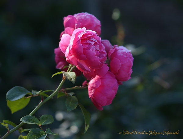 Розы поддернутые инеем
Ключевые слова: розы иней фото осень