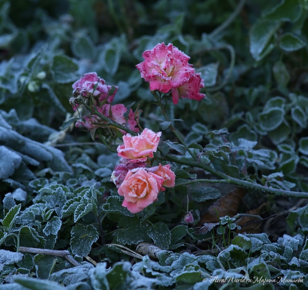 "Морозная роза"
Ключевые слова: роза иней фото осень