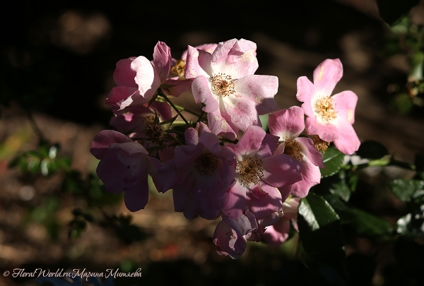 Нежная роза
Ключевые слова: розовая роза осень фото