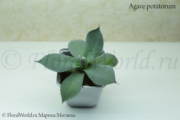 Agave potatorum
Ключевые слова: Agave potatorum