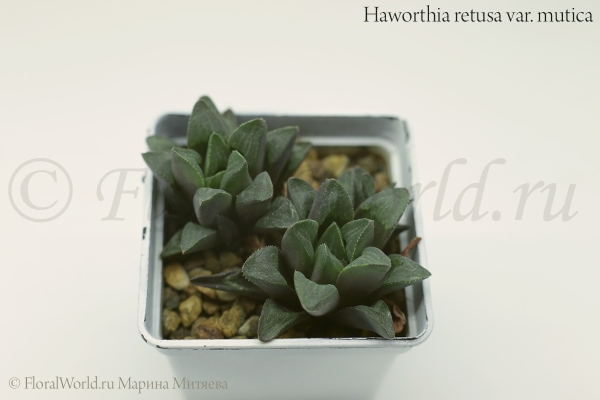Haworthia retusa var. mutica
Хавортия притупленная (ретуза) разновидность мутика
Ключевые слова: Хавортия притупленная ретуза мутика Haworthia retusa var. mutica