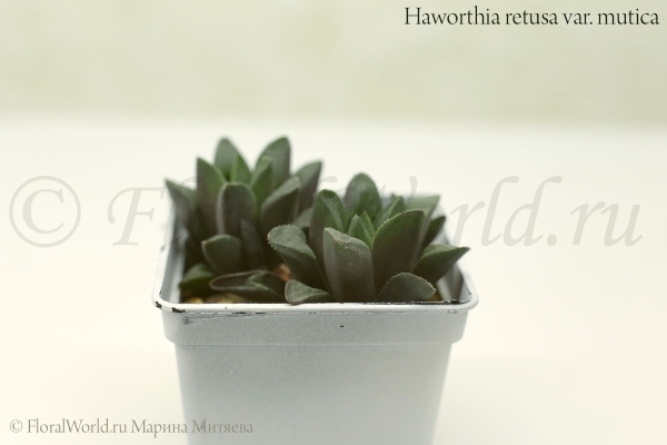 Haworthia retusa var. mutica
Хавортия притупленная (ретуза) разновидность мутика
Ключевые слова: Хавортия притупленная ретуза мутика Haworthia retusa var. mutica