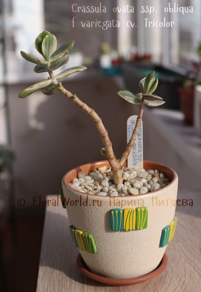 Crassula ovata ssp. obliqua f. variegata cv. Tricolor
Ключевые слова: crassula ovata ssp obliqua f variegata cv Tricolor
