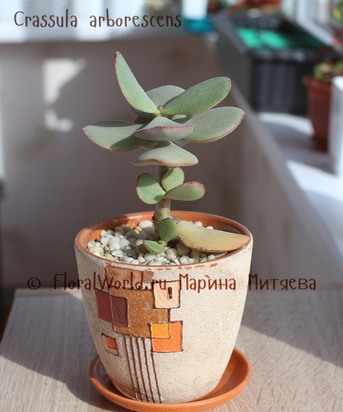 Crassula arborescens
Ключевые слова: crassula arborescens