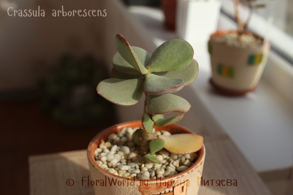 Crassula arborescens
Ключевые слова: crassula arborescens