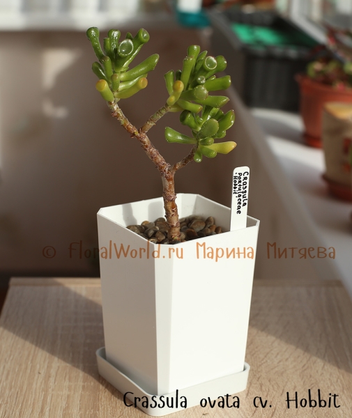 Crassula ovata cv. Hobbit
Ключевые слова: Crassula ovata Hobbit