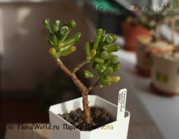 Crassula ovata cv. Hobbit
Ключевые слова: Crassula ovata Hobbit