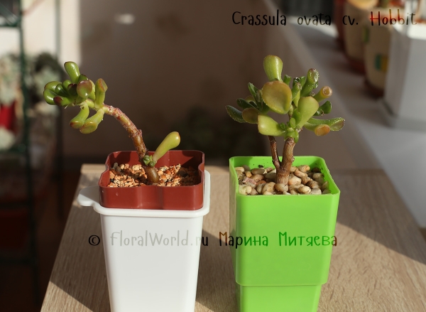 Crassula ovata cv. Hobbit
Слева в минеральном субстрате,  справа в торфяно-песчаном.
Ключевые слова: Crassula ovata Hobbit