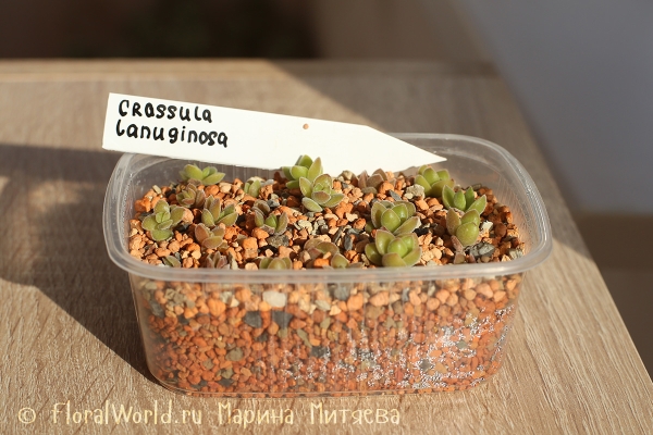 Crassula lanuginosa
Ключевые слова: Crassula lanuginosa