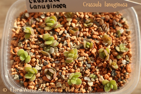 Crassula lanuginosa
Ключевые слова: Crassula lanuginosa