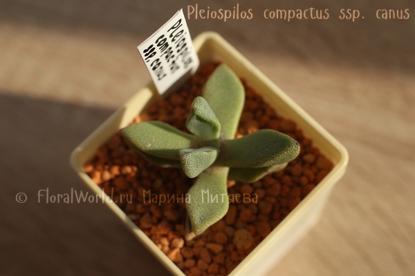  Pleiospilos compactus ssp. canus 
Ключевые слова: Pleiospilos compactus canus