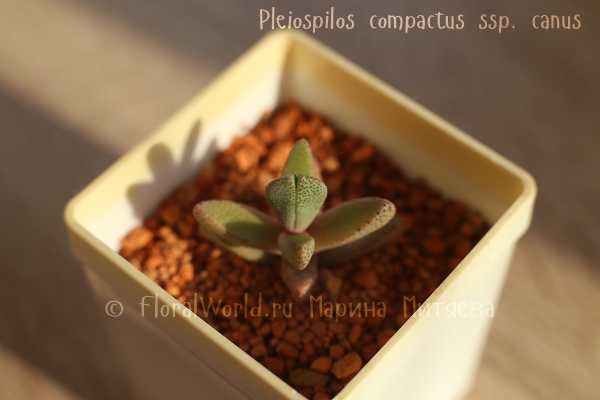  Pleiospilos compactus ssp. canus 
Ключевые слова: Pleiospilos compactus canus