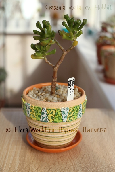 Crassula ovata cv. Hobbit
Ключевые слова: Crassula ovata cv. Hobbit